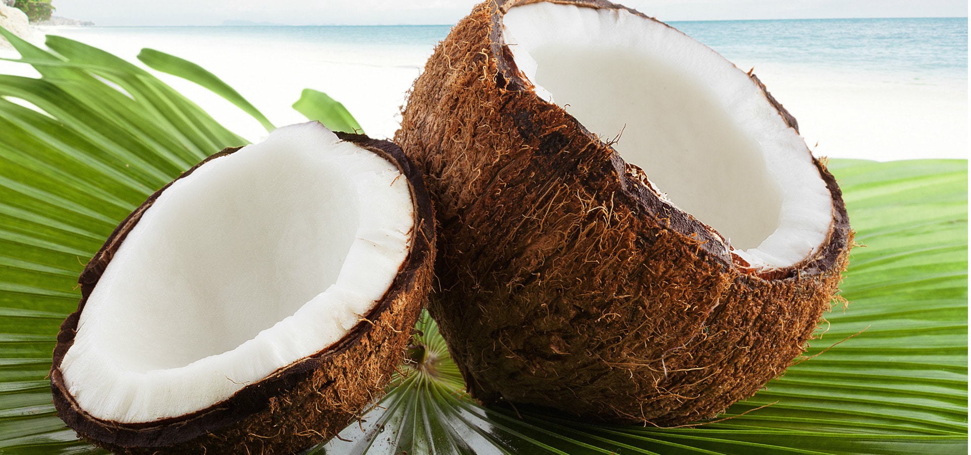 El Caribe Entero Dentro De Un Coco Costaclub El Caribe Entero Dentro De Un Coco Costaclub
