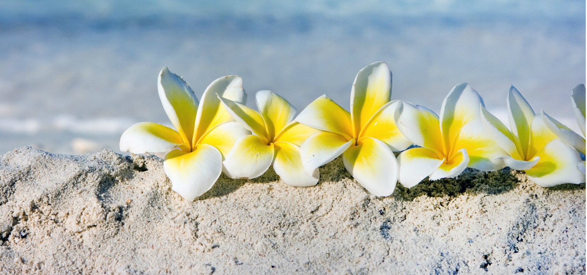 Plumeria, el corazón del Caribe | CostaClub Plumeria, el corazón del Caribe | CostaClub