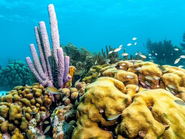 Viajar a Bonaire - Antillas Menores del Caribe - Foro Caribe: Cuba, Jamaica